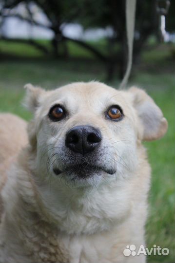 Собака в добрые руки