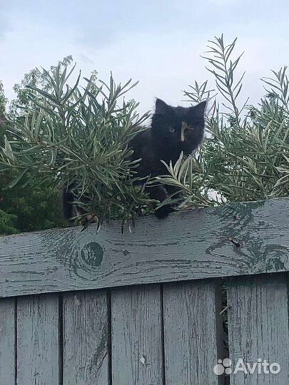 Котята в дар