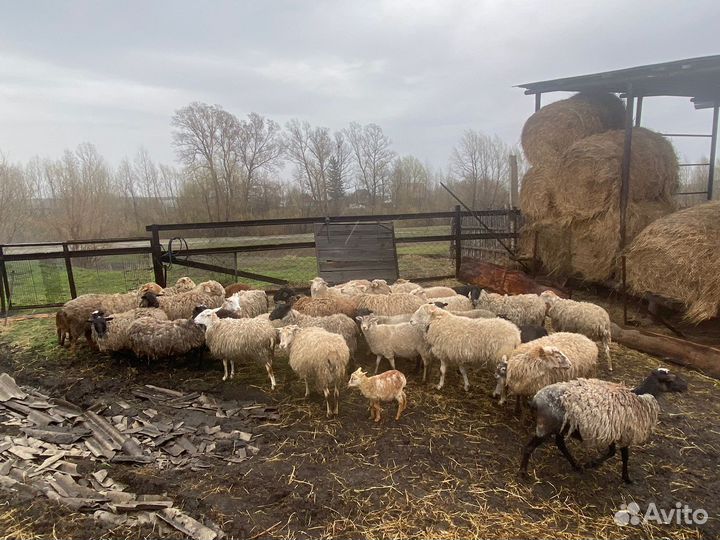 Овцы и бараны