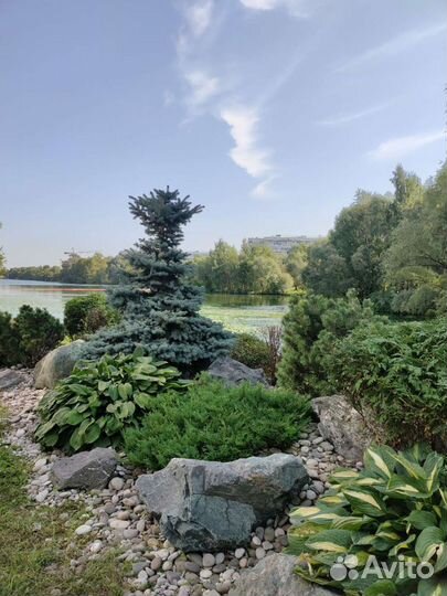 Садовник (дом,улица), фитопатолог, проектирование