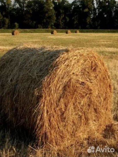 Сено в тюках