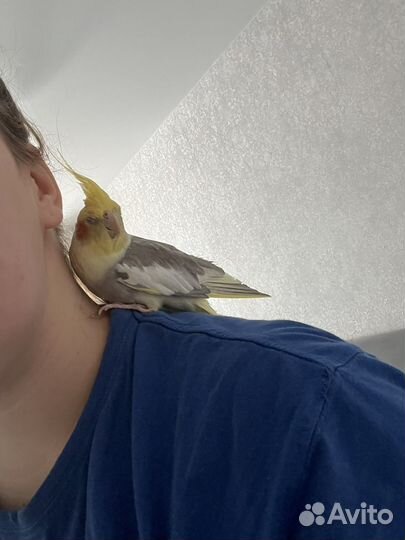 Попугай корелла с клеткой