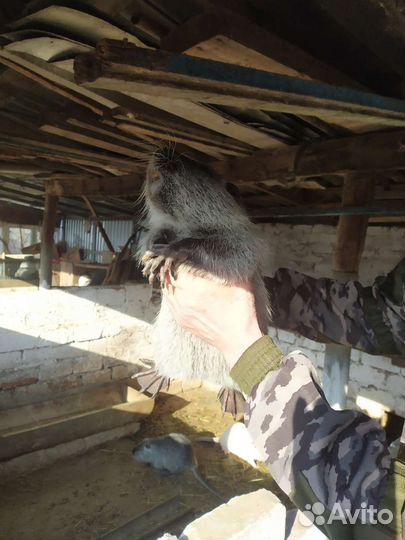 Молодые самцы