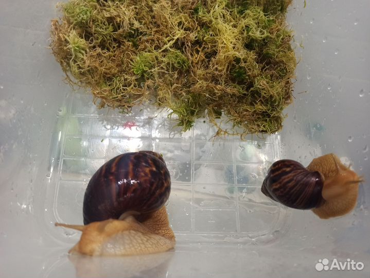 Улитки Ахатины