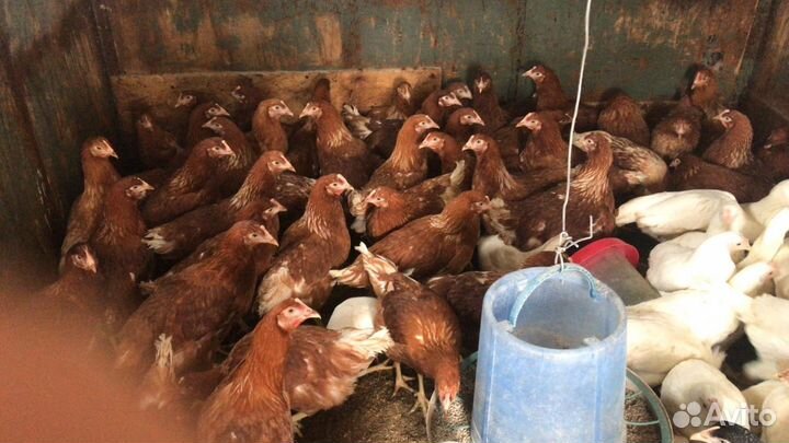 Куры несушки молодки