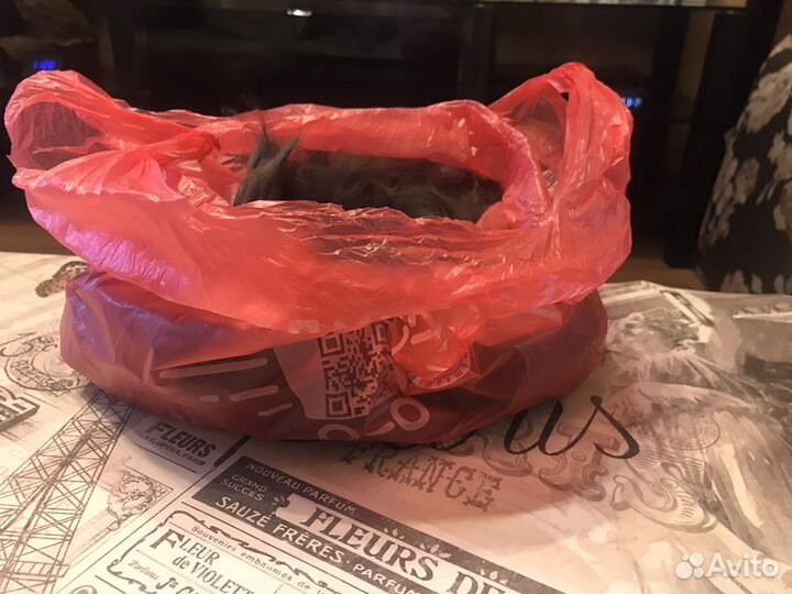 Шерсть кошачья