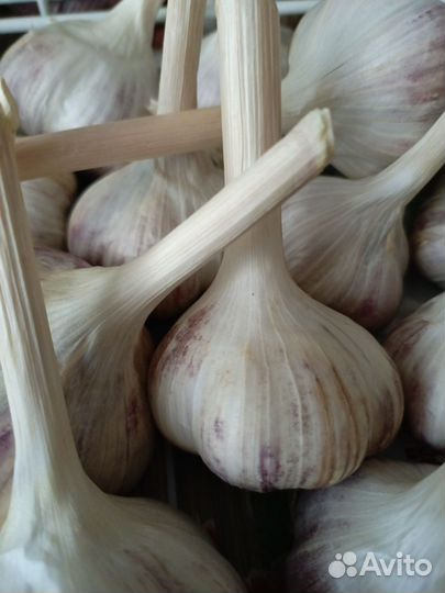 Чеснок