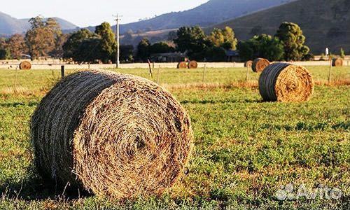 Сено с доставкой