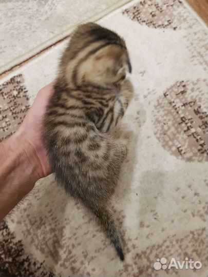 Кошки шотландцы