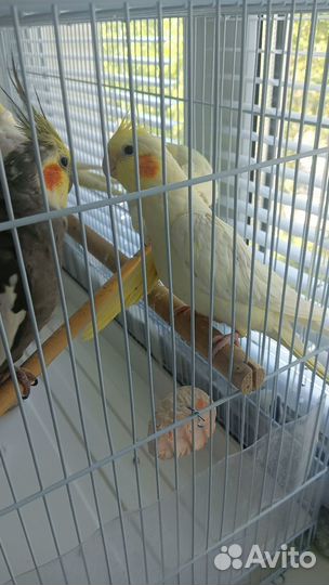 Попугай корелла птенец