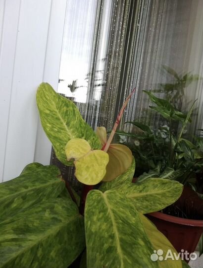 Филодендрон