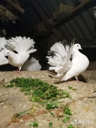 Голуби павлины
