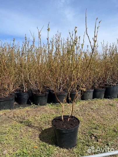 Саженцы голубики 1.5-5 лет от производителя оптом