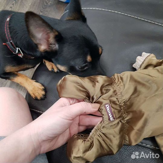 Одежда для маленькой собаки