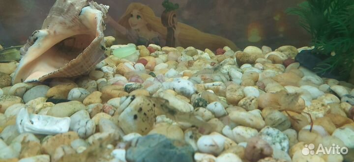 Аквариумные креветки