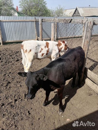 Продаются телята