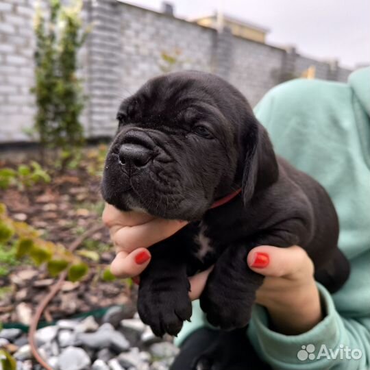 Кане Корсо щенки девочки