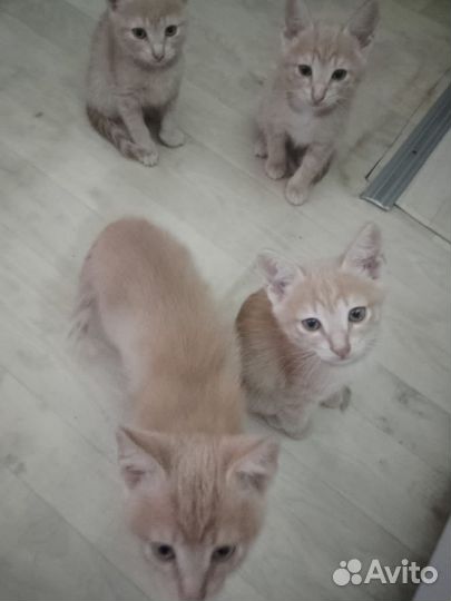 Кошка в дар