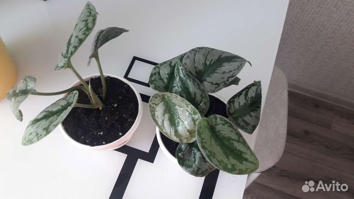 Сциндапсус