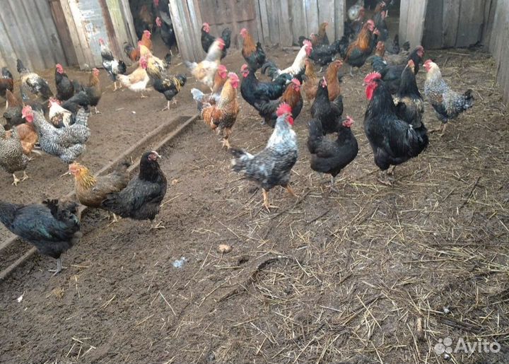Петухи 40 штук