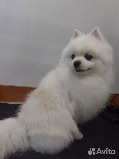 Немецкий шпиц вязка