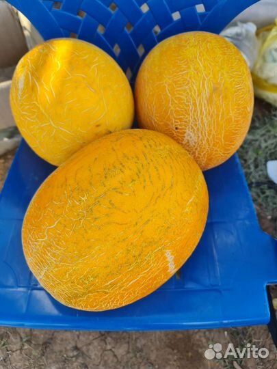 Дыня сорт рыжик