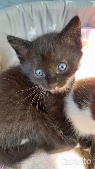 Котик и кошечка