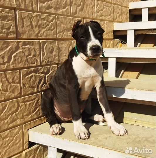 Щенок амстаффа