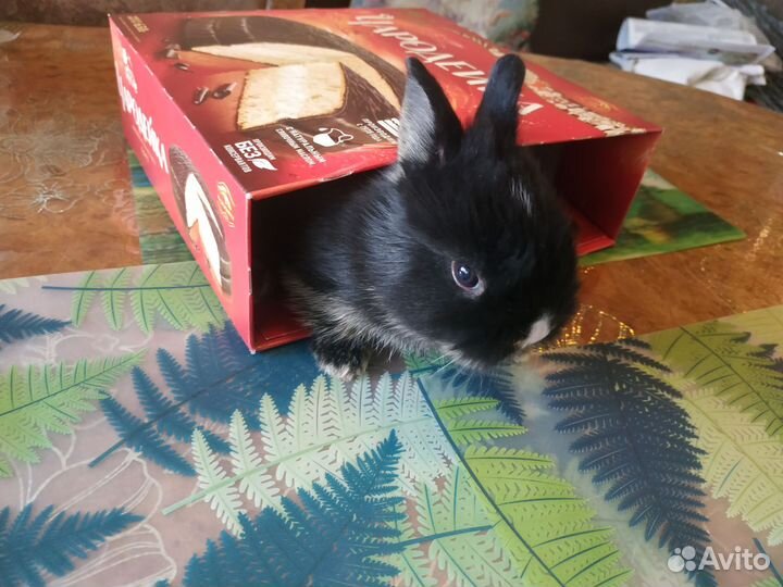 Кролик декоративный карликовый