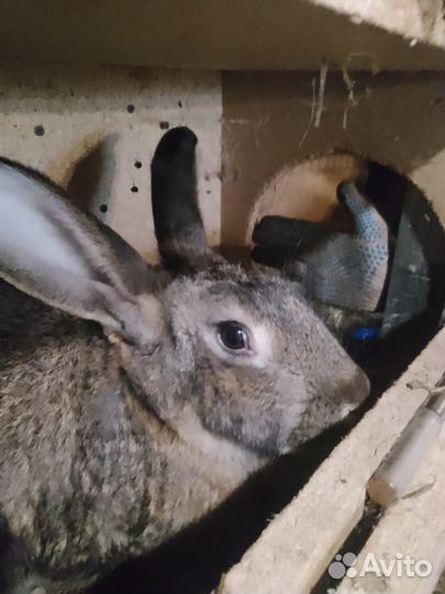 Кролики мясных пород