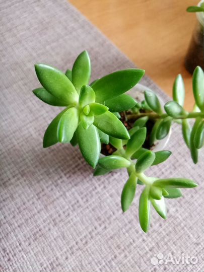 Суккуленты, кактусы