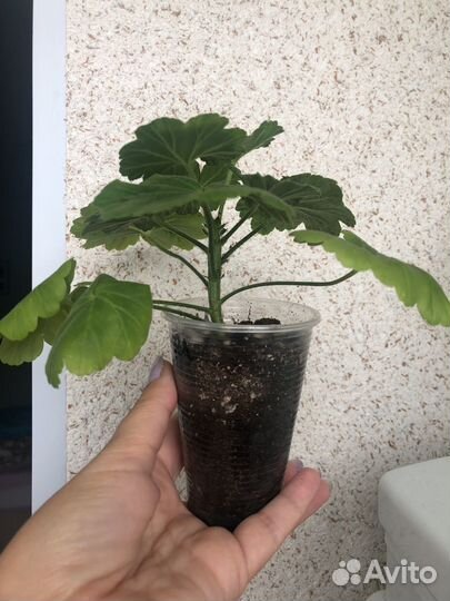 Пеларгония герань