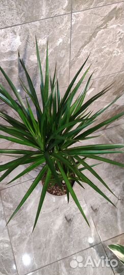 Драцена Маргината 80 см