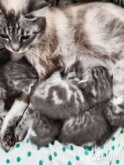 Котята отдам в добрые руки бесплатно