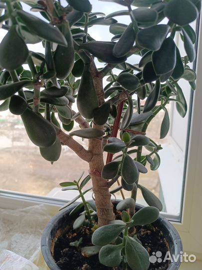 Толстянка денежное дерево