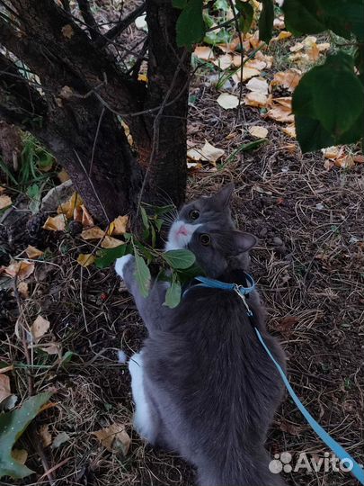Кошка ищет дом