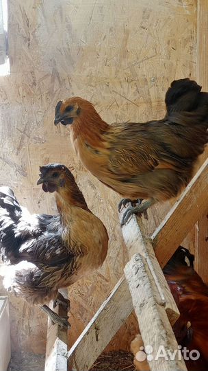 Цыплята лакеданзи