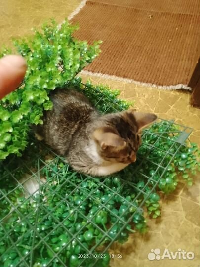 Котенок в добрые руки