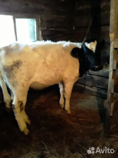 Продам телочку