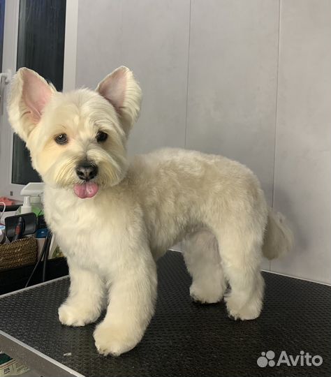 Стрижка собак Павловский посад