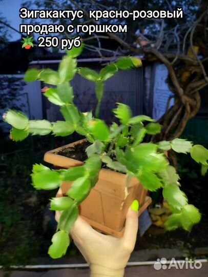 Зигакактус