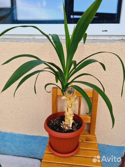 Пальмв Юкка (Слоновья нога)