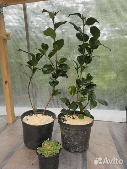 Камелия японская