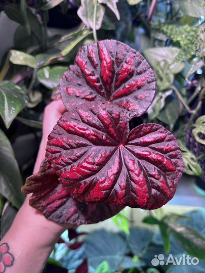 Бегония декоративно лиственная