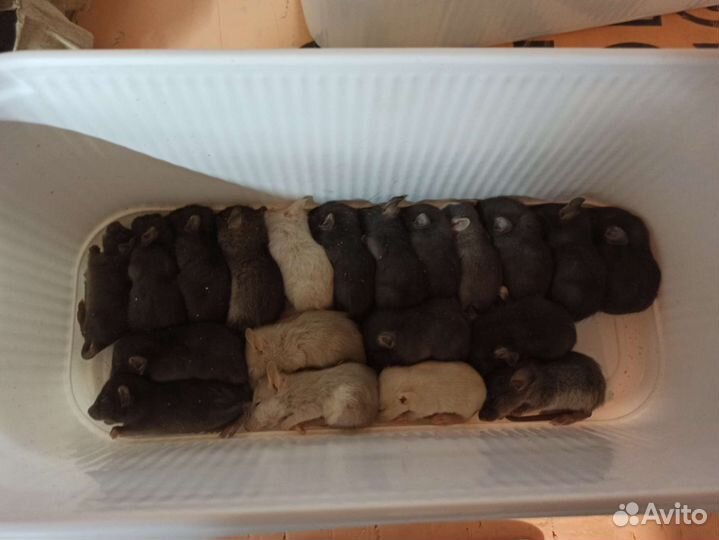 Кормовые грызуны