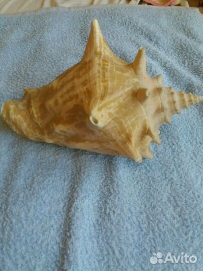 Ракушка (Куба 77г.)