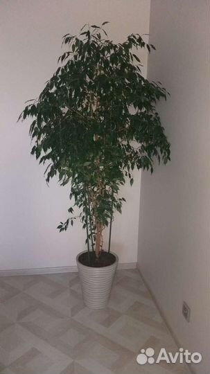 Цветы Фикус