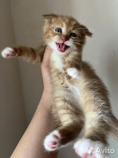 Шотланская кошка