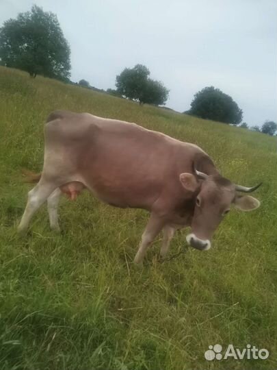 Коровы с телята