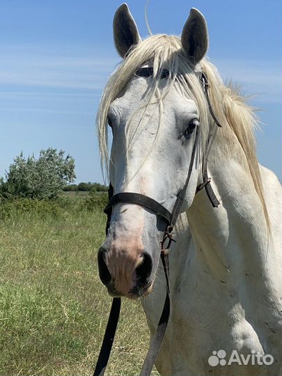 Жеребец русский рысак